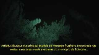 Documentário  Morcegos Frugívoros [upl. by Adnohser]