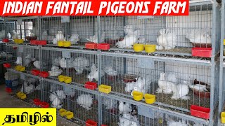 60 Pairs Indian Fantail pigeons Breeding Farm  தமிழில்  Fancy Birds Chennai [upl. by Negyam114]