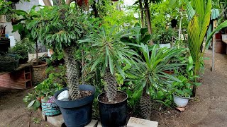 AVANCE Y TRASPLANTE DE MI PALMA DE MADAGASCAR  PACHYPODIUM LAMEREI [upl. by Abbey213]