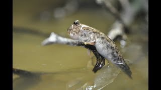 Mudskipper breeding 02 Burrow guarding amp defending Schlammspringernachzucht 02 Verteidigung des Baus [upl. by Edson]