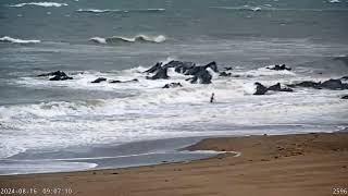 【🔴LIVE】 台風7号特設会場 神奈川県の海の様子 三浦海岸 横須賀 お天気カメラ Yokosuka Kanagawa 湾岸Go [upl. by Nahgeam]