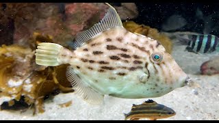 カワハギ Threadsail filefish Stephanolepis cirrhifer [upl. by Ateekram]