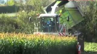 Sorgho biomasse  chantier densilage [upl. by Jann835]