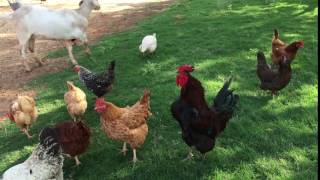 Rooster Crowing Chicken Free Range Bird Animal No Copyright Video [upl. by Meldoh]