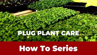 Plug Plant Care  Pruning [upl. by Ihcalam]