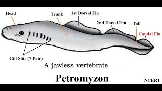 Petromyzon  Cyclostomata  Ammocoete larva  ClassCyclostomata characters and Classification [upl. by Southworth]