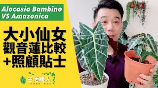 大仙女觀音蓮 VS 小仙女觀音蓮的區別  照顧貼士  Alocasia Amazonica VS Alocasia Bambino  Care Tips [upl. by Baskett]