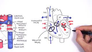 Introduction to Cardiac Heart Anatomy and the Chest Xray [upl. by Ameline943]