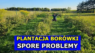 Zostałem Plantatorem Borówki Spore Problemy z Borówkami Uprawa Borówki amerykańskiej Krok po Kroku [upl. by Nrev313]