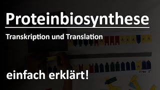 Proteinbiosynthese einfach erklärt [upl. by Carrew690]