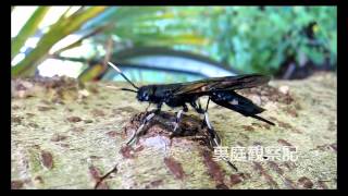 クロヒラアシキバチ  Tremex apicalis [upl. by Malva]