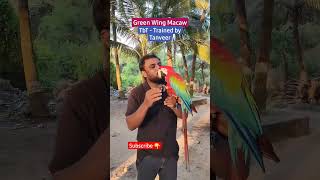 Macaw saying HI  Green Wing Macaw Training  Shaikhtanveer Macaw parrots training [upl. by Ketti]