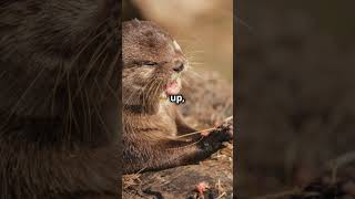 Listen to these otter facts 🦦 otter otters didyouknow animalfacts [upl. by Erodeht]