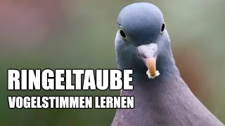 Ringeltaube  Vogelstimmen lernen [upl. by Ecnal]