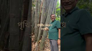 পৃথিবীর সবচেয়ে বড় ঘাস। [upl. by Deibel]