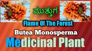 ಮುತ್ತುಗ Flame of The Forest Butea Monosperma [upl. by Roban]