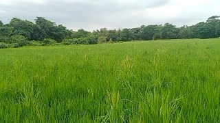 গ্রামের দৃশ্য যা দেখলে আপনার মন ভরে যাবে [upl. by Amitaf]