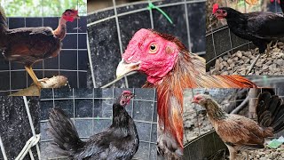 Nuevo Gallo para encatar con 4 gallinas de diferentes líneas  j7D [upl. by Fujio]