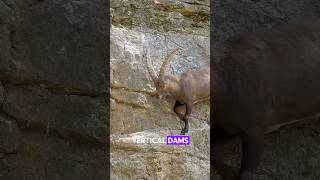 Did You Know Ibexes Can Climb Dams animals shortvideo nature youtubeshorts [upl. by Scheld691]