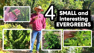 4 Small Evergreens  Dwarf Evergreens [upl. by Dinnage]