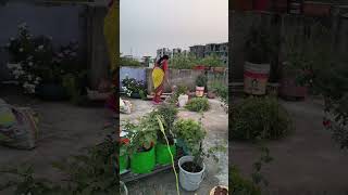 Garden workvegetablesgarden rooftopgardening [upl. by Ttocs]