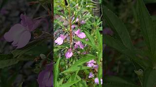 Impatiens balsamina Or garden balsam plant [upl. by Leohcin141]