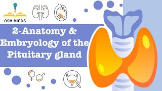 ِ2Anatomy and Embryoloy of the pituitary gland by ASM Minds Team [upl. by Atonsah183]