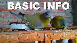 YELLOW FOOTED GREEN PIGEON BASIC INFORMATION [upl. by Enirehtak]