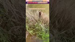 एक गाय मां नदी मे देखकर इतनी बेचैन क्यो हो गई 😱🙏 animal animals animallover cow [upl. by Kaleb]