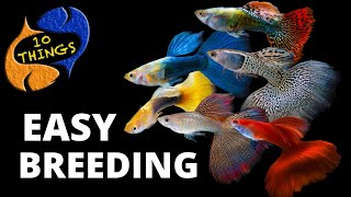 Top 10 Easiest Fish To Breed in a HOME Aquarium [upl. by Towill]