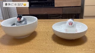 【文鳥】2羽の豪快な水浴びと羽繕い😊 [upl. by Glaab491]