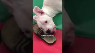 TwoLegged Dog Has Cutest Reaction To His Foster Puppies  The Dodo [upl. by Anilave]