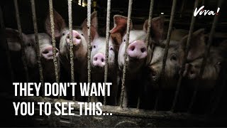 Heres What Really Goes on in UK Pig Farms [upl. by Ayikaz161]