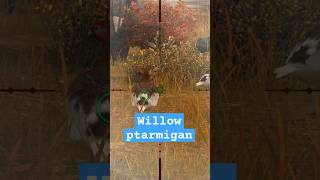 Shooting game  catching Willow ptarmigan herasChannel gametime88888 [upl. by Erdnoed423]