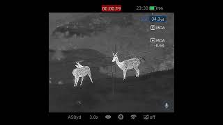 Pest control fallow deer 22lr 40gr subsonic Infiray Rico mk2 rh50r infiray [upl. by Nalyak]