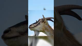 Why Are Goats Eyes Horizontal [upl. by Sulakcin]