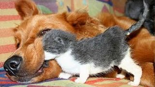 Dogs Who Love Their Kitten Since The Moment They Met  CATS AND DOGS Friendship [upl. by Packston]