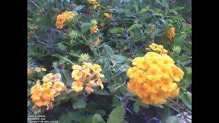 A small garden with many flowers of the yellow lantana camara Nature amp Animals [upl. by Andreana]