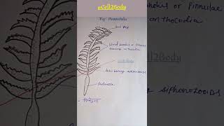 Pennatula structure। biology studymaterial viral shorts [upl. by Hannahs296]