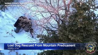 Dog lost during Christmas Eve hike rescued from mountain [upl. by Maury532]