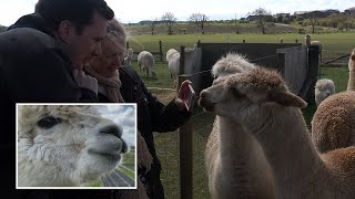 Alpaca farm hosts Zoom parties with animals after coronavirus forces closure [upl. by Rdnaskela]