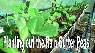 Planting out the Rain Gutter grown Peas [upl. by Ruy]