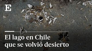 SEQUÍA histórica en CHILE amenaza con extinguir LAGO PEÑUELAS  EL PAÍS [upl. by Brownley240]