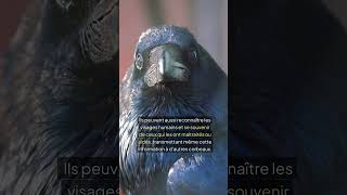 Les oiseaux les plus intelligents [upl. by Ateekan665]