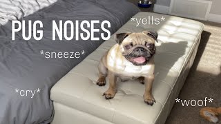 Pug Noises  Compilation [upl. by Ecneralc]