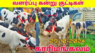 29102024 வளர்ப்பு கன்று குட்டிகள் விற்பனை karimangalam cow market Dharmapuri district [upl. by Aymahs]