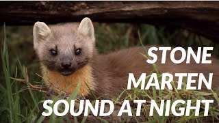 Marten sound at night  Cri de fouine [upl. by Erasaec]