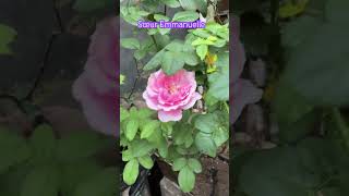 Sœur EmmanuelleChant Rose Misato by Delbard France gardening gulab terracegarden nature [upl. by Ynnek]