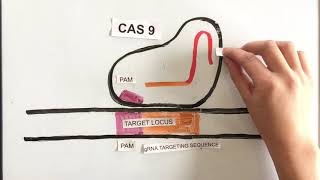 How Does CRISPRCas9 Work Simple Explanation [upl. by Andre]