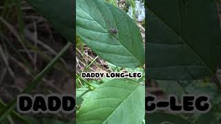 Daddy Longlegs  Harvestmen are not Spiders arachnid shorts [upl. by Hubsher618]